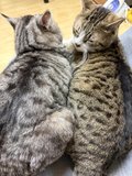 鳴門ちゃんの密かな疑問︎︎💭