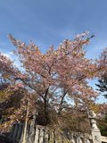 観音山⛩️🌸