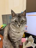 事務所にゃんこ🐱ᩚ
