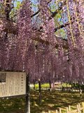 藤が咲いてました💜