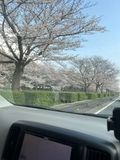 春きてたわ