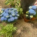 紫陽花の花が