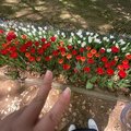 みごろでした🌷🌷