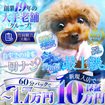 エロエロ星人豊橋店