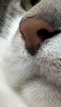 鼻水