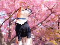 今年十五度目