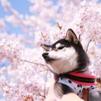 今年十六度目