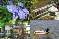 高瀬川の親水テラス