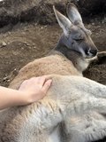 さわさわ