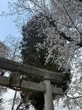 花見