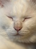 ぽよりん