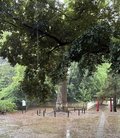 雨